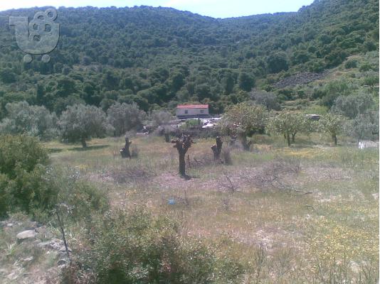 PoulaTo: οικοπεδο στις αλωνες αγιας μαρινας-αιγινας